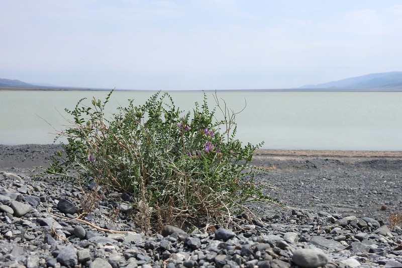 Astragalus albicans