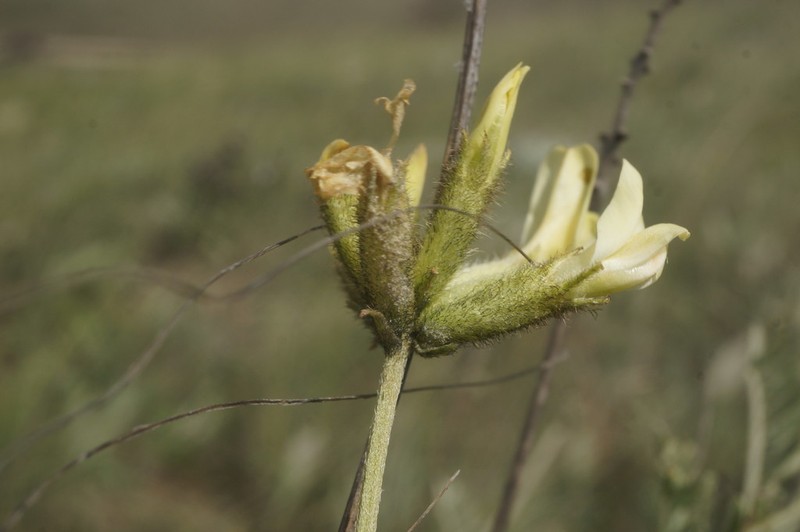 Astragalus albicaulis
