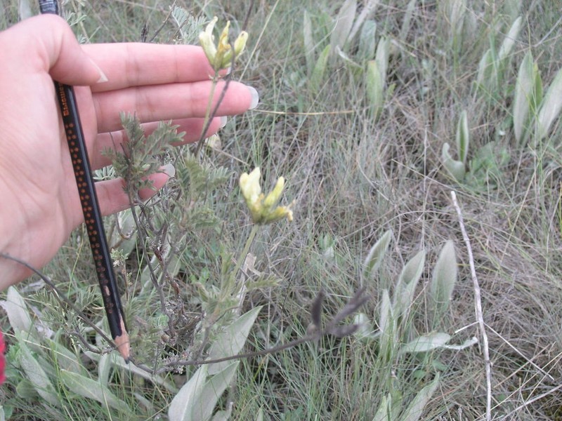 Astragalus albicaulis photo 2