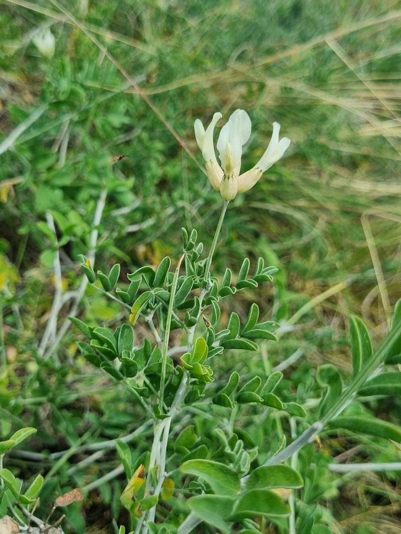Astragalus albicaulis photo 3