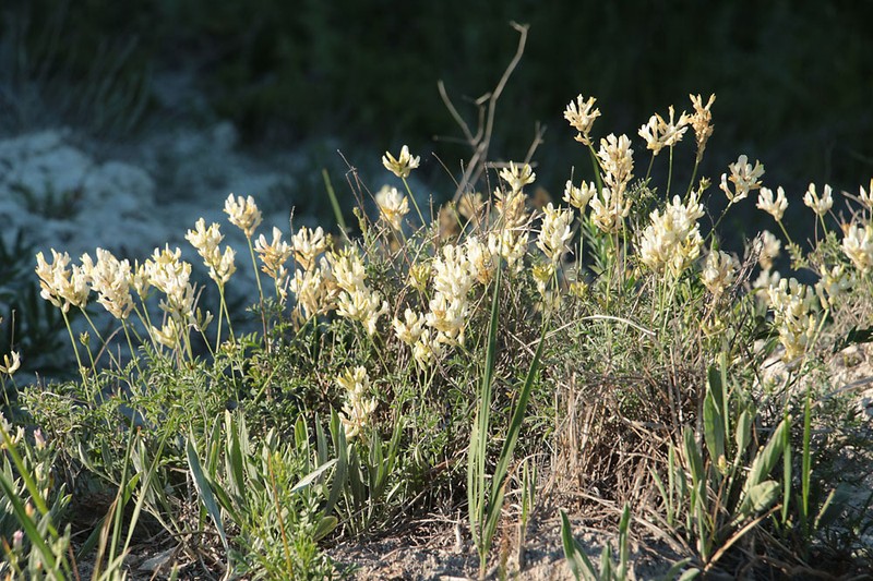 Astragalus albicaulis photo 4