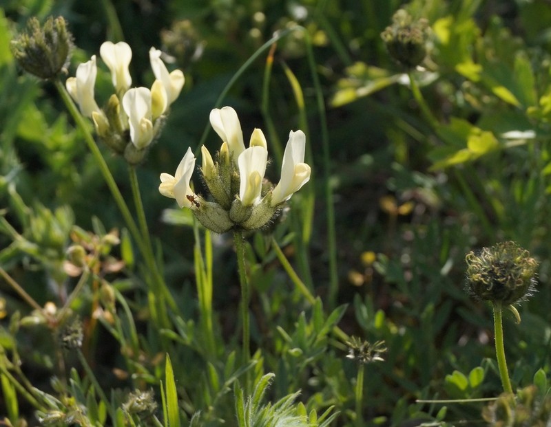 Astragalus albicaulis photo 5