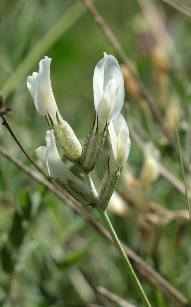 Astragalus albicaulis photo 6