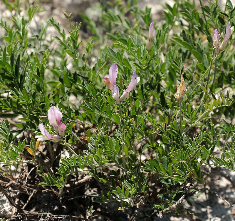 Astragalus albicaulis photo 7