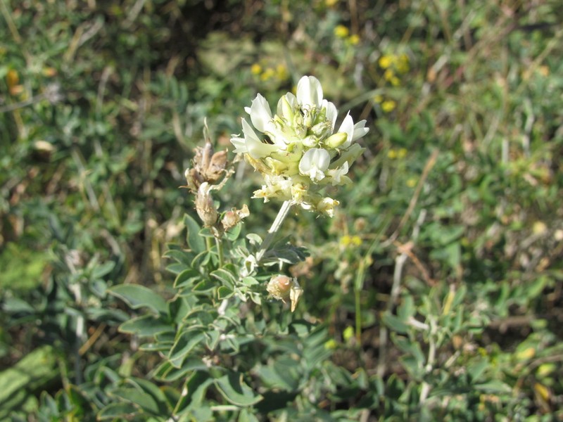 Astragalus albicaulis photo 8