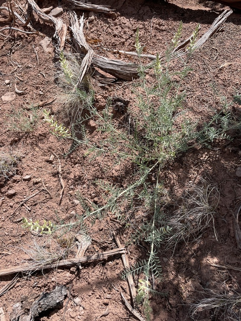 Cibola Milkvetch