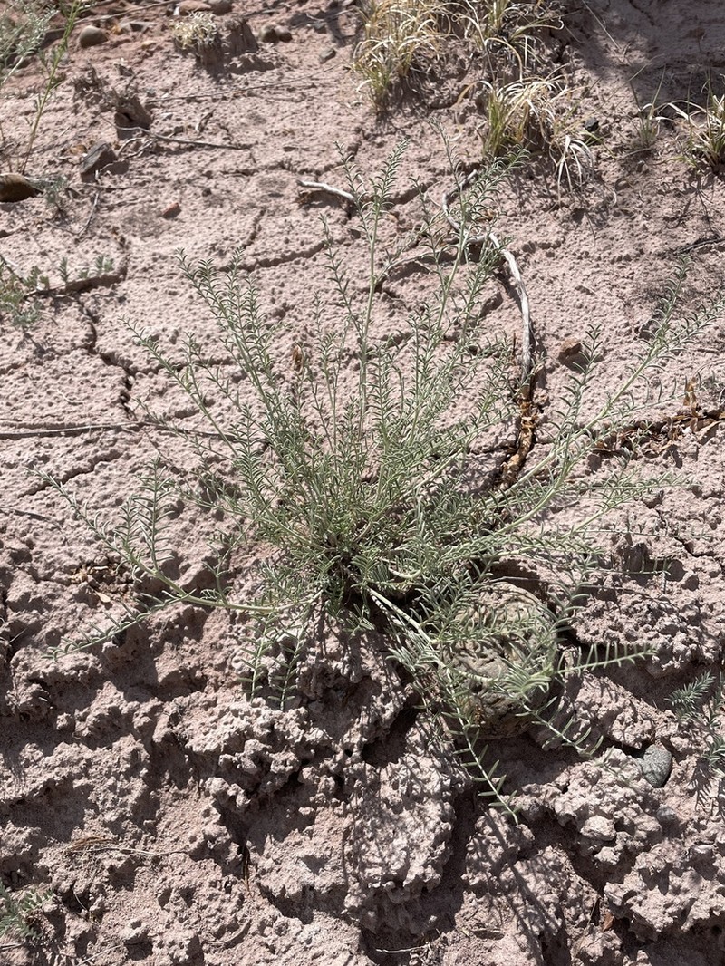 Cibola Milkvetch photo 2