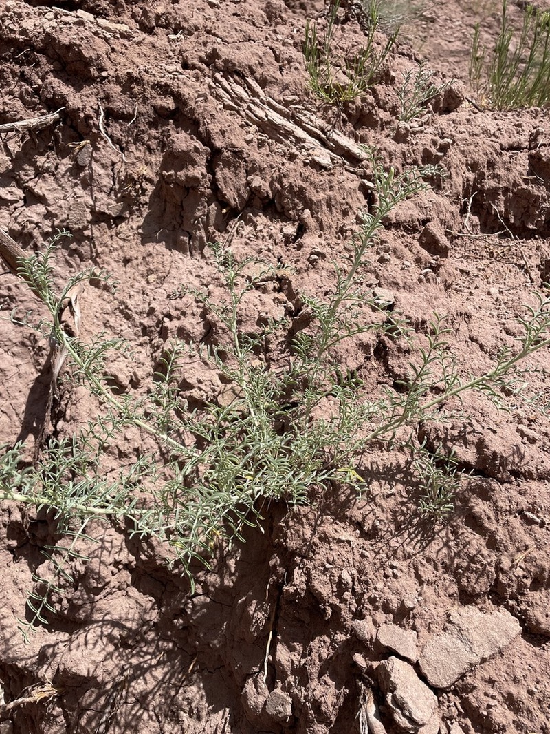 Cibola Milkvetch photo 3