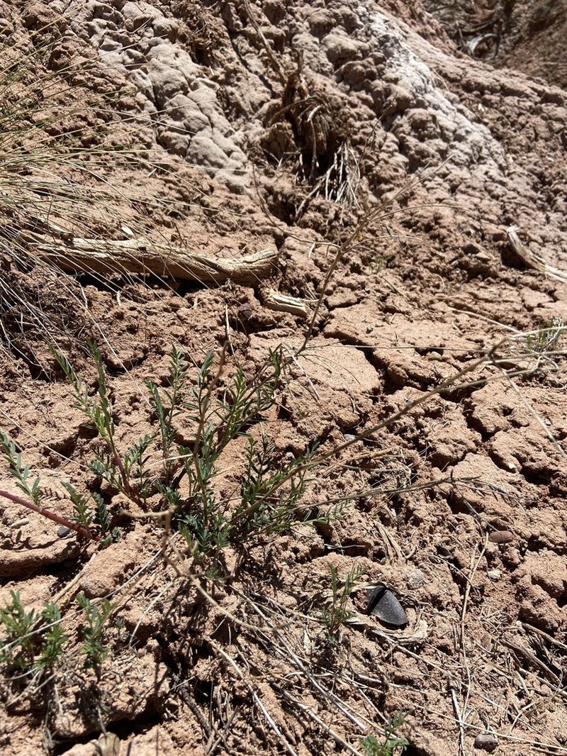 Cibola Milkvetch photo 4