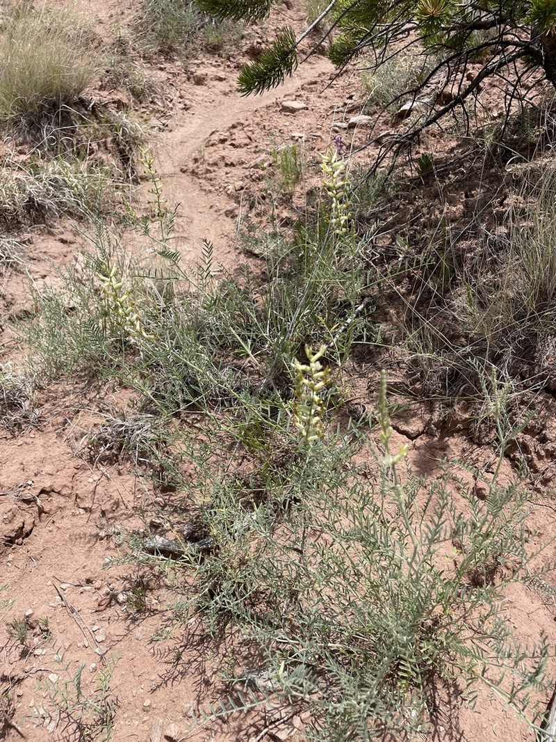 Cibola Milkvetch photo 5