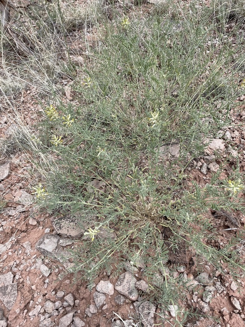 Cibola Milkvetch photo 6