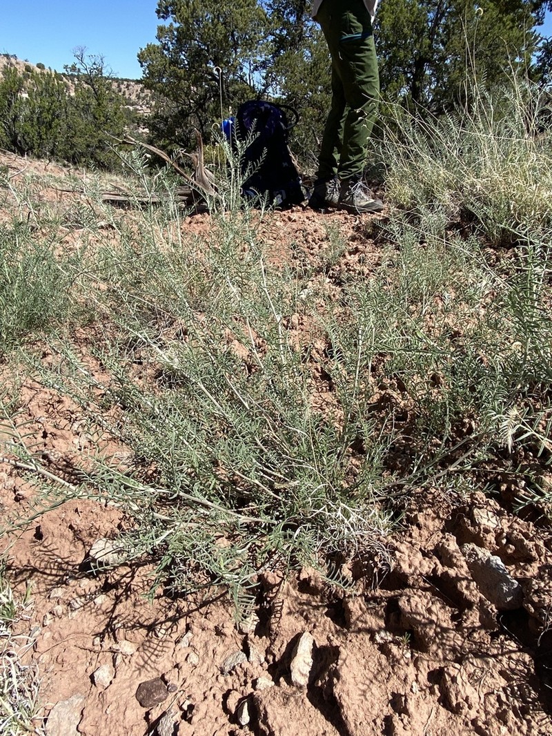 Cibola Milkvetch photo 8