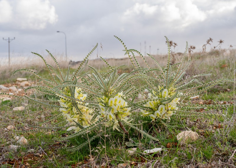 Astragalus aleppicus