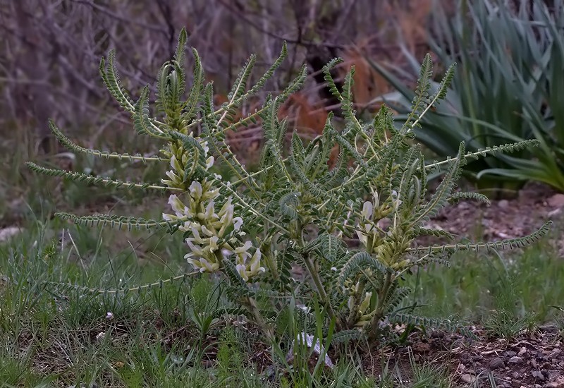 Astragalus aleppicus photo 2