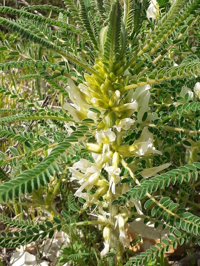 Astragalus aleppicus photo 3