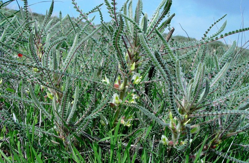 Astragalus aleppicus photo 4