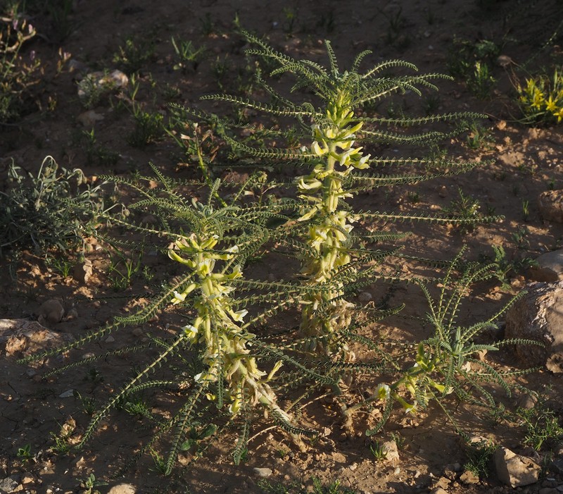 Astragalus aleppicus photo 5