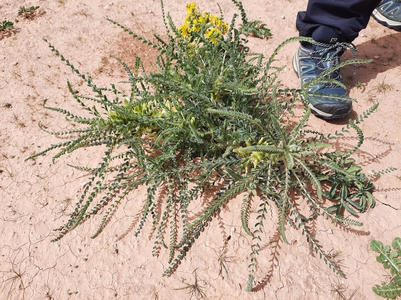 Astragalus aleppicus photo 6