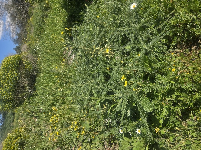 Astragalus aleppicus photo 7