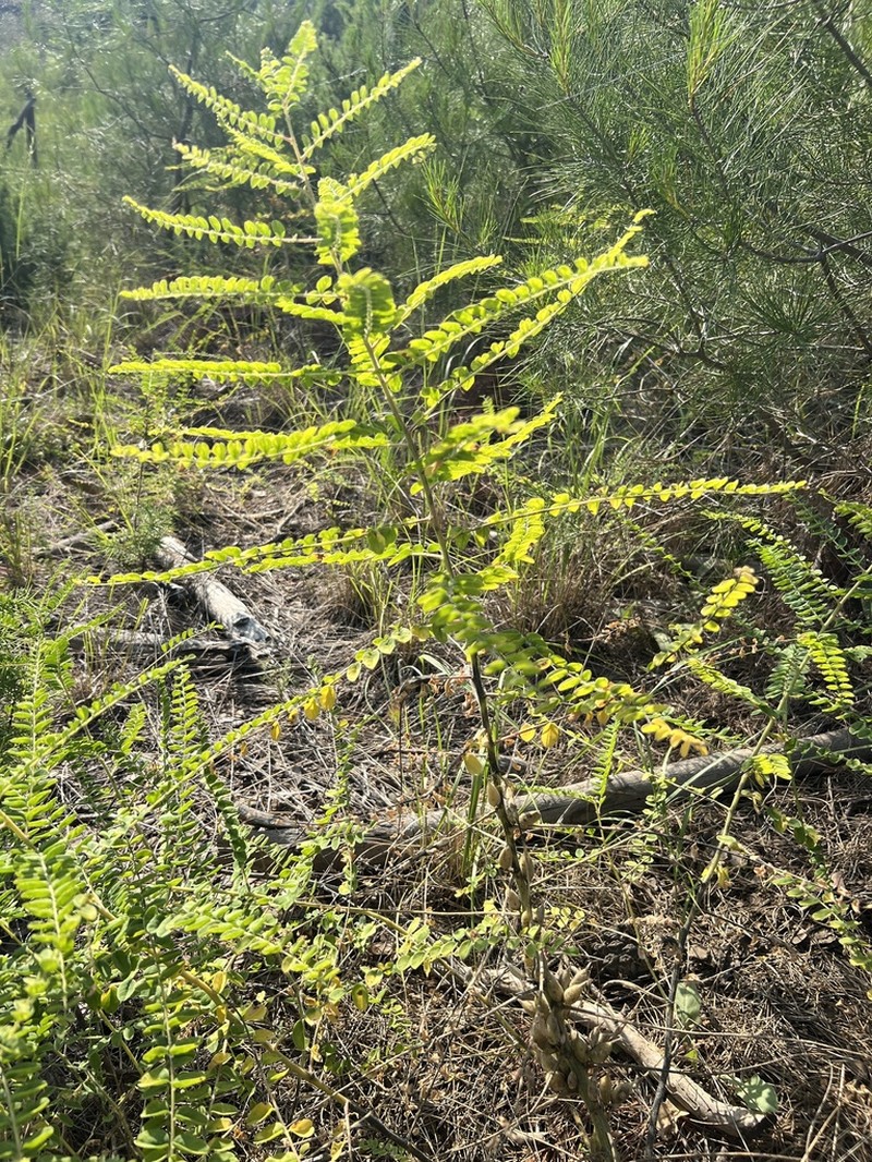 Astragalus aleppicus photo 8