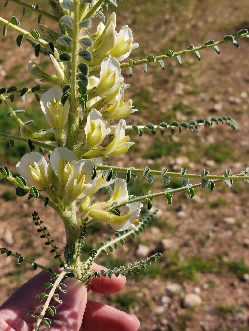 Astragalus aleppicus subsp. aleppicus
