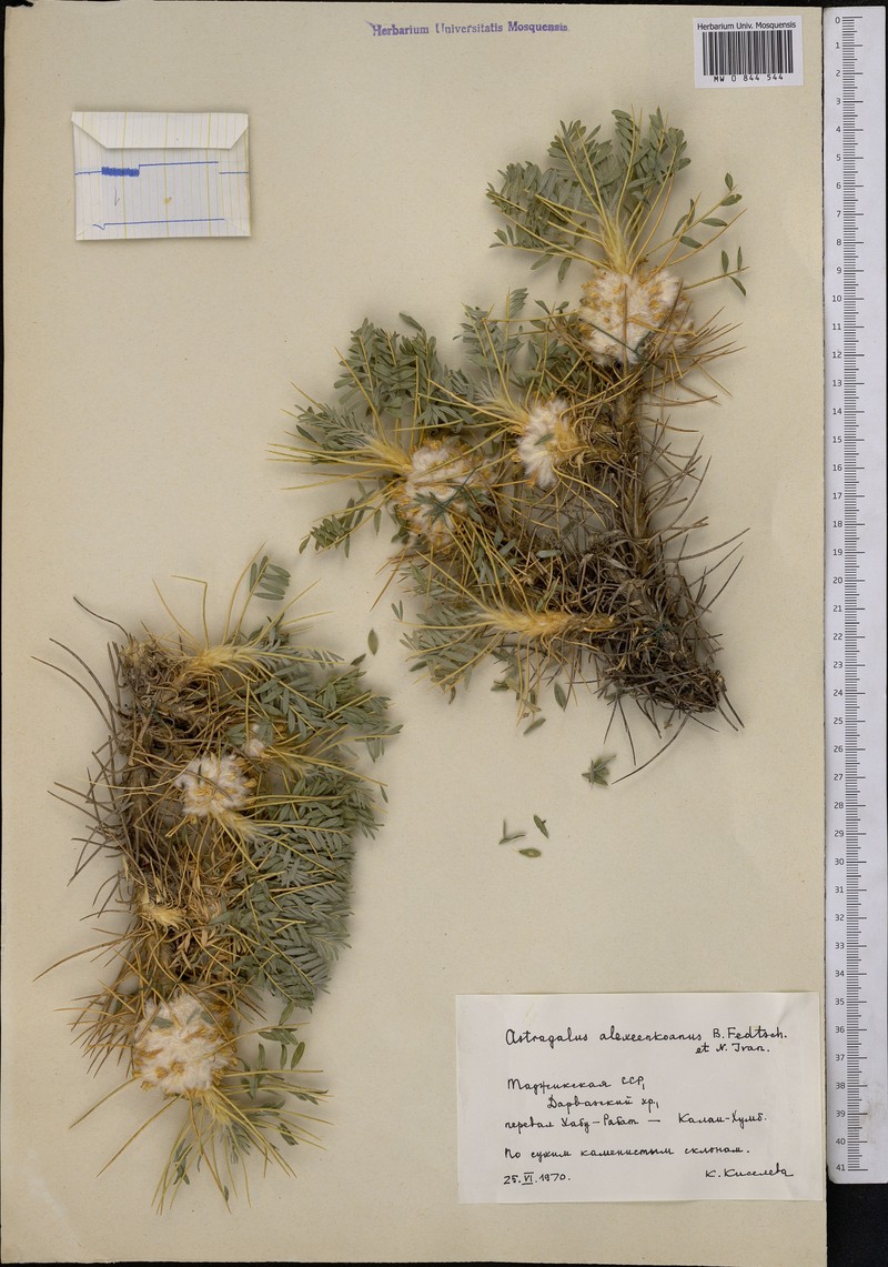 Astragalus alexeenkoanus
