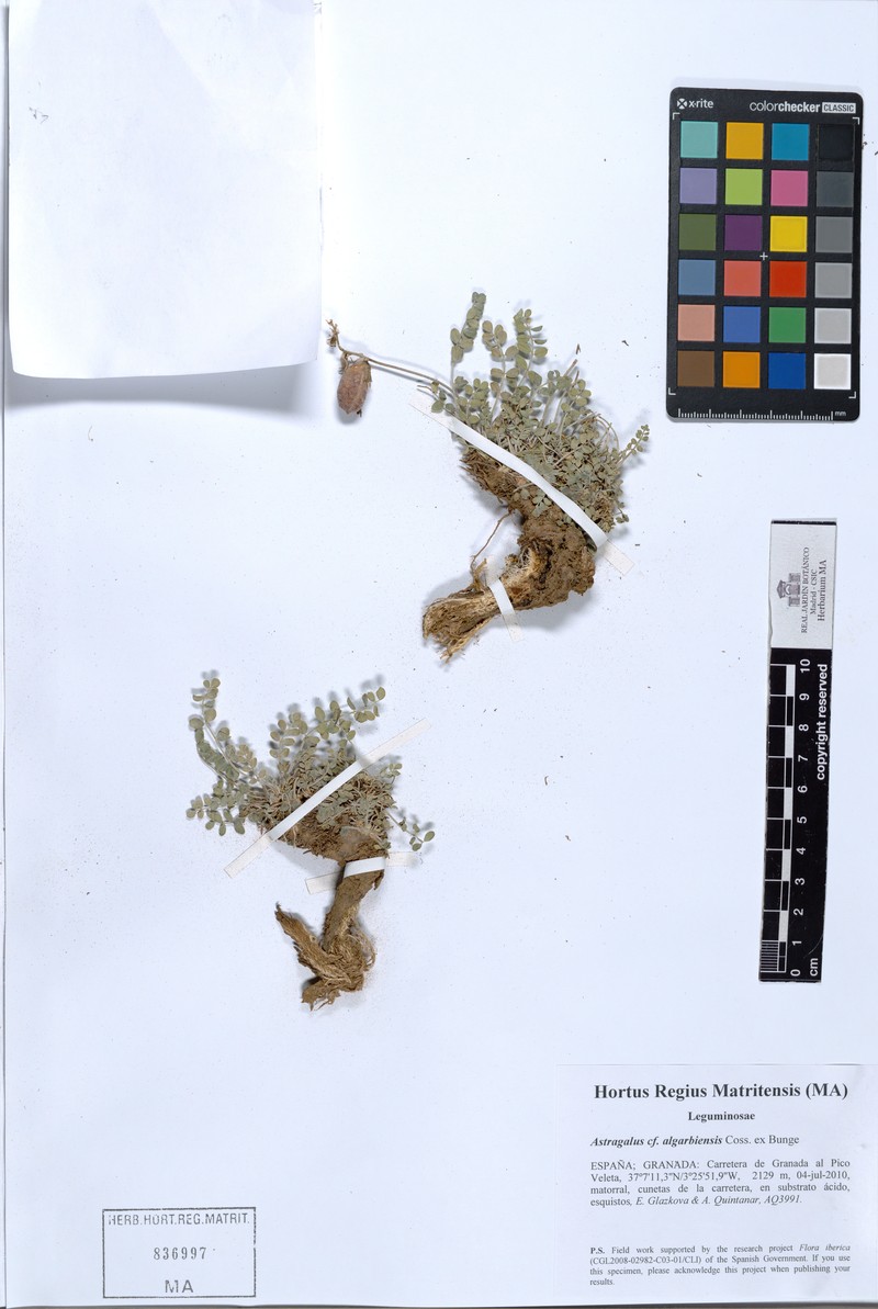 Astragalus algarbiensis