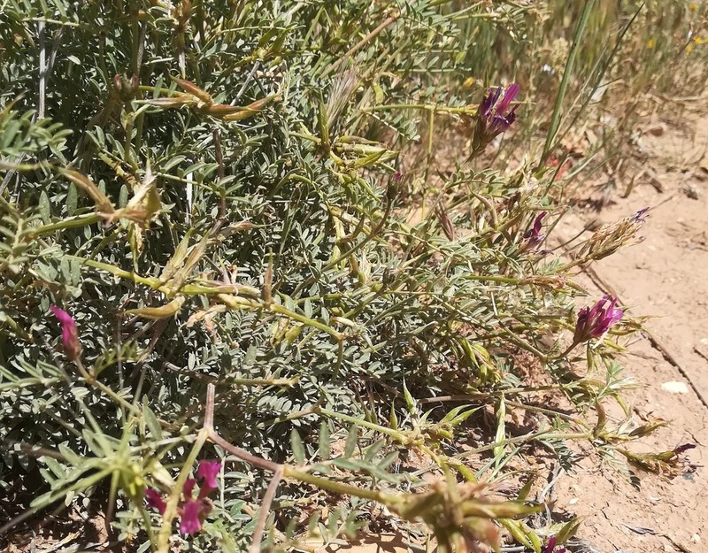 Astragalus algerianus photo 3