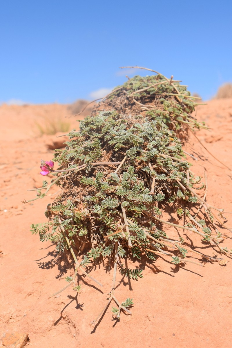 Astragalus algerianus photo 4
