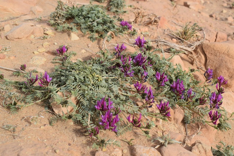 Astragalus algerianus photo 5