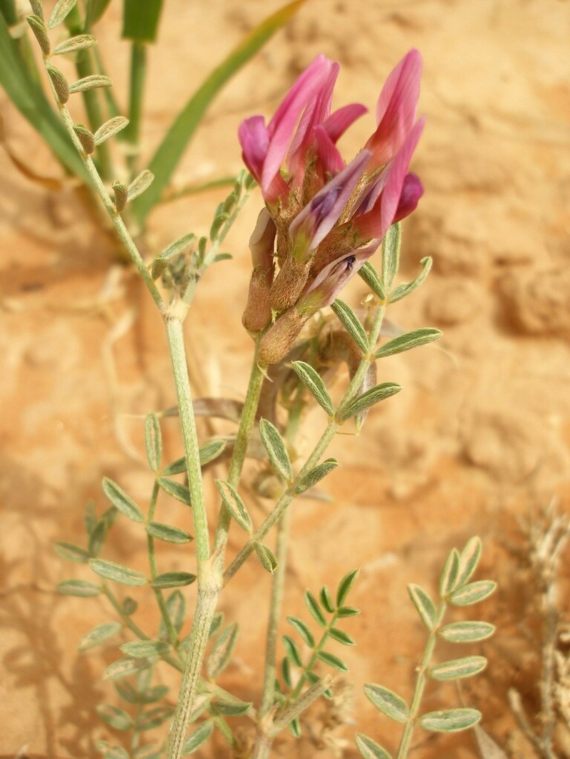 Astragalus algerianus photo 6