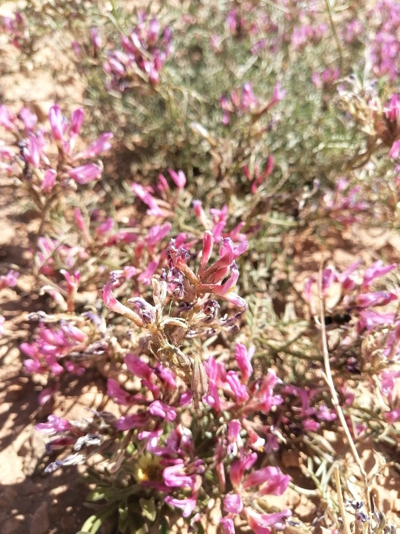 Astragalus algerianus photo 7