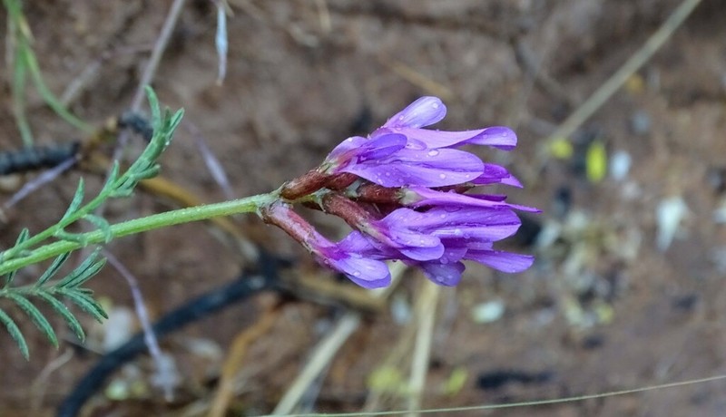 Astragalus algerianus photo 8