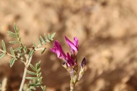 Astragalus algerianus