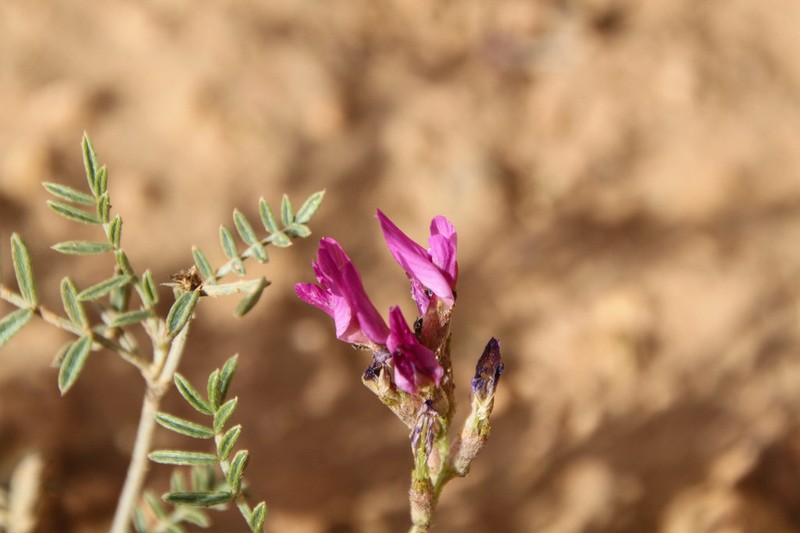 Astragalus algerianus