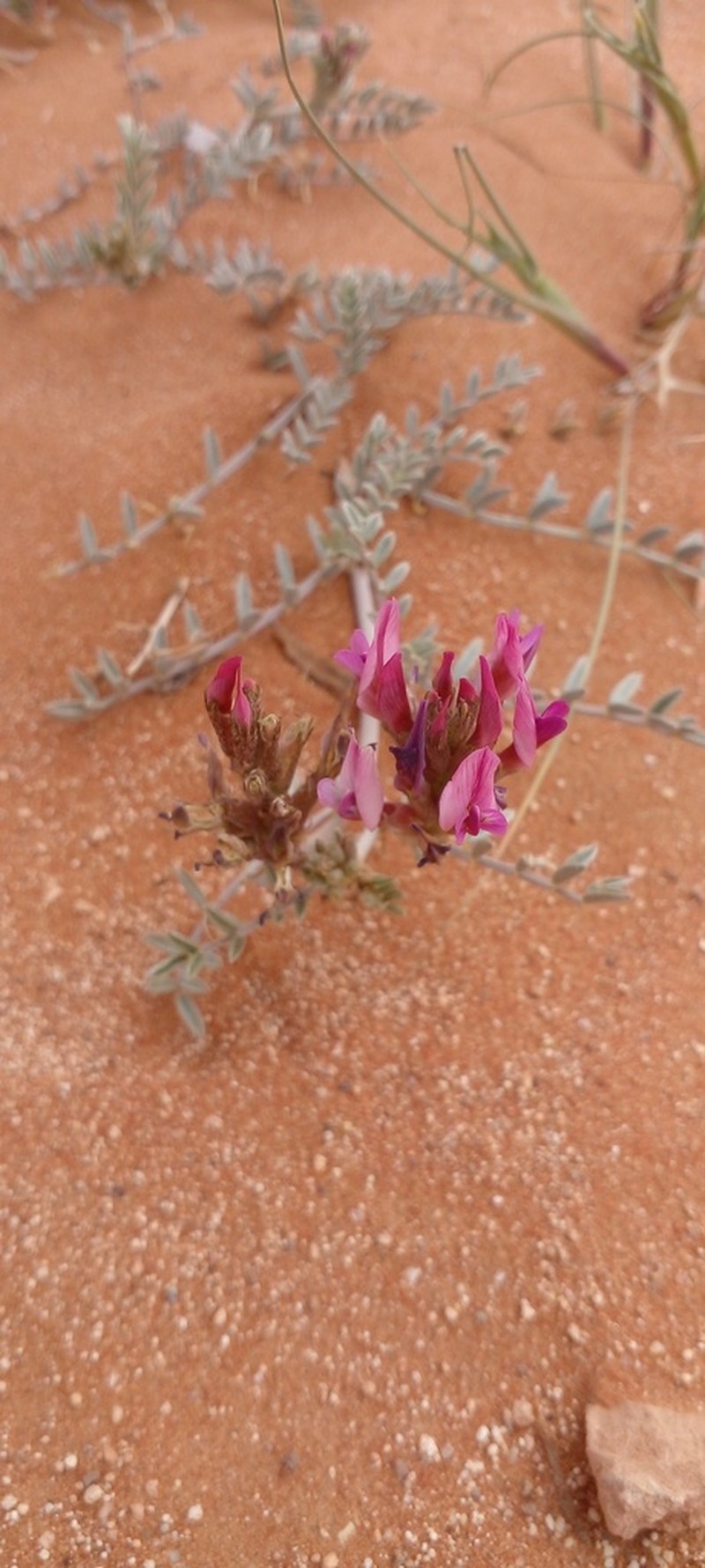 Astragalus algerianus photo 2