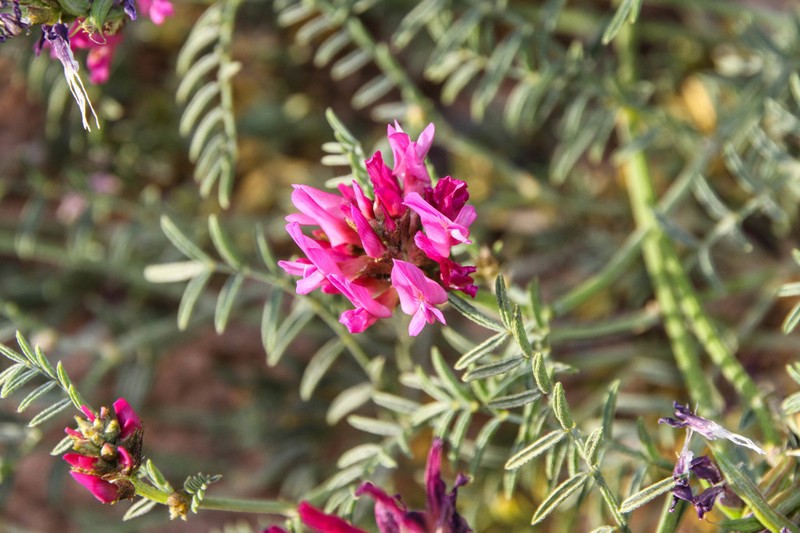 Astragalus algerianus photo 3