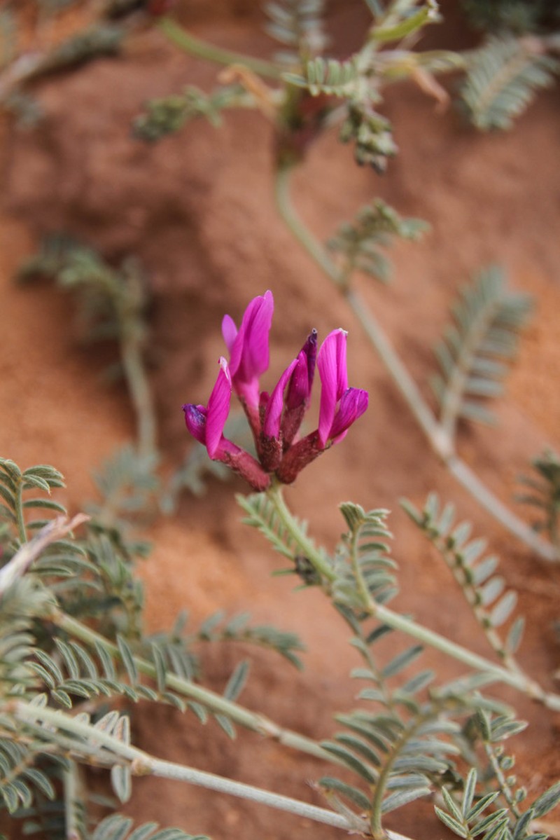 Astragalus algerianus photo 4