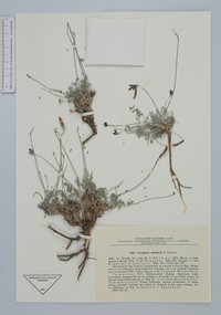 Astragalus alitschuri