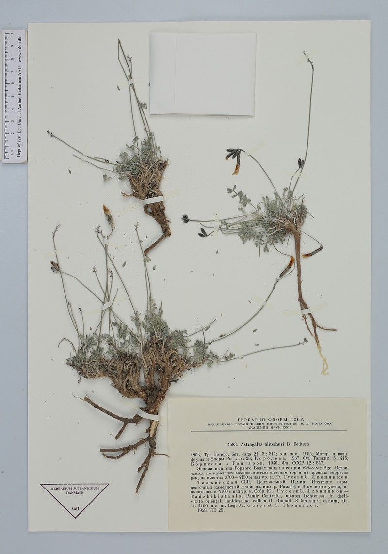 Astragalus alitschuri