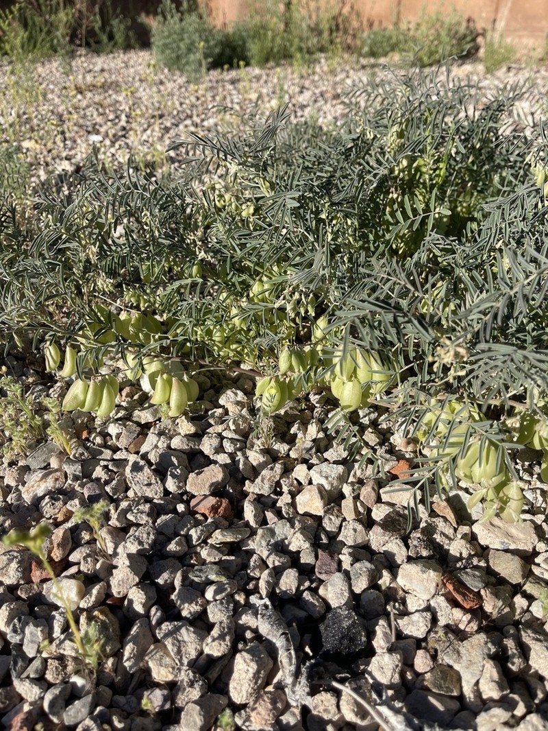 Halfmoon Milkvetch photo 3