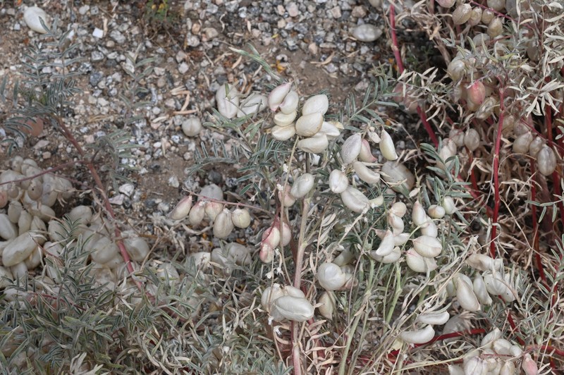 Halfmoon Milkvetch photo 4