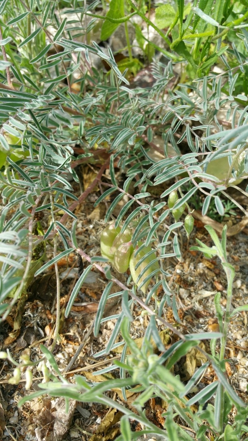 Halfmoon Milkvetch photo 5