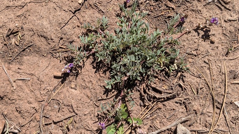 Halfmoon Milkvetch photo 6