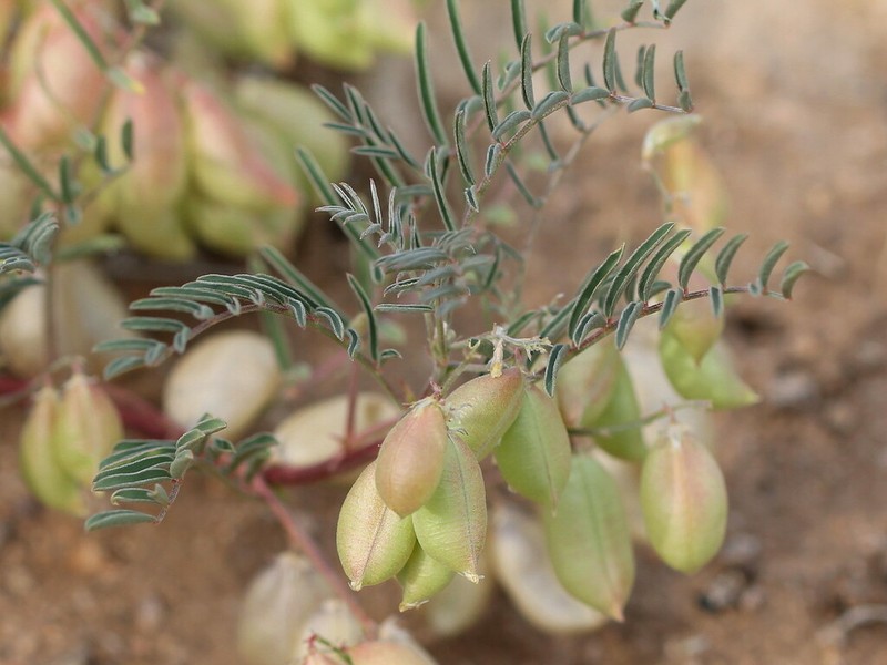 Halfmoon Milkvetch photo 7