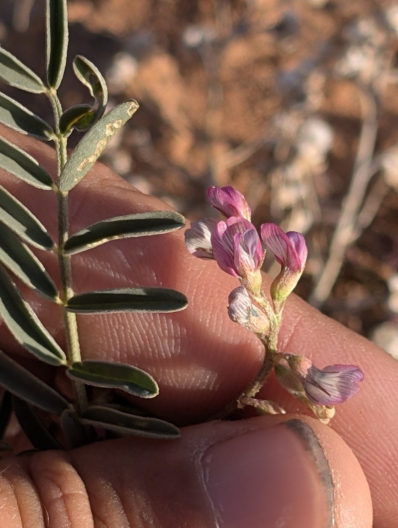 Halfmoon Milkvetch photo 8