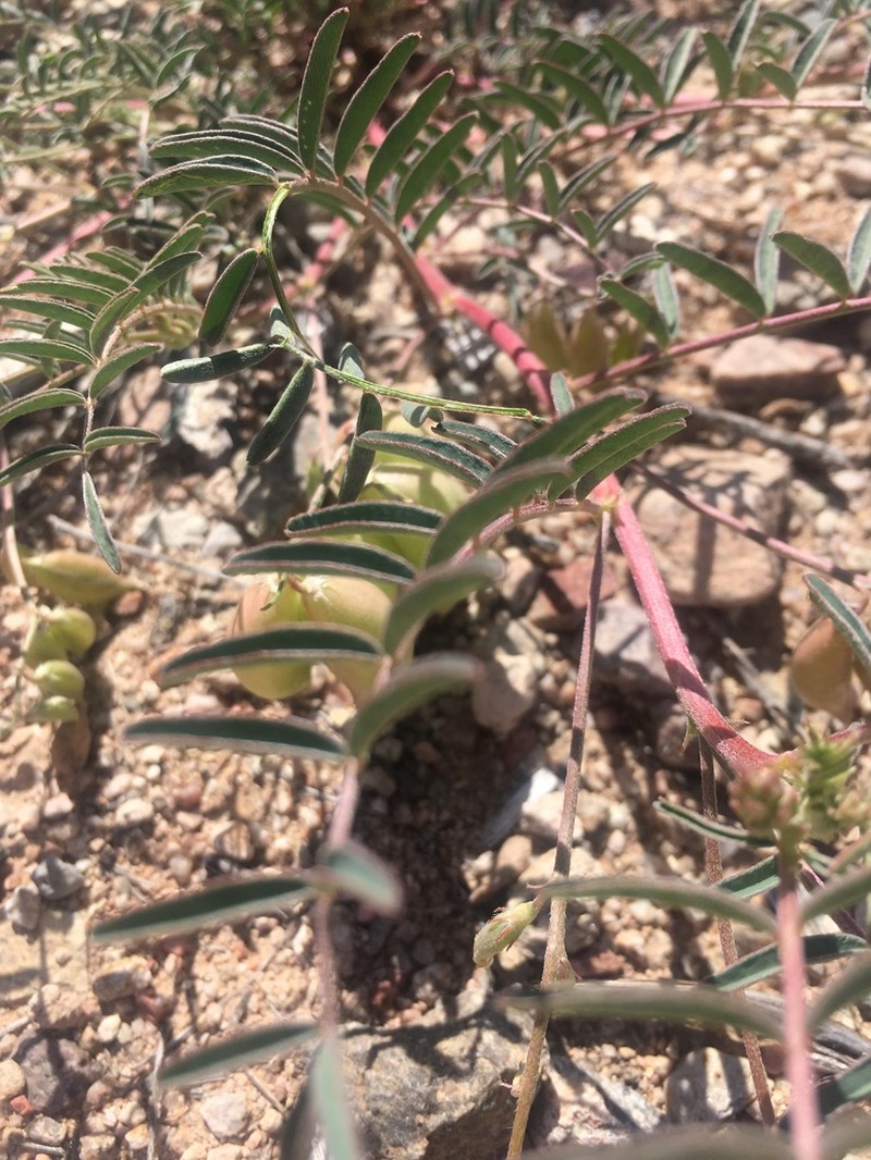 Halfmoon Milkvetch photo 2