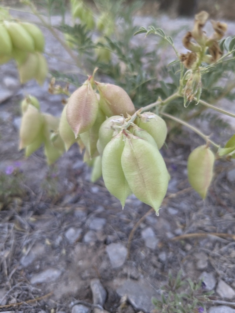 Halfmoon Milkvetch photo 3