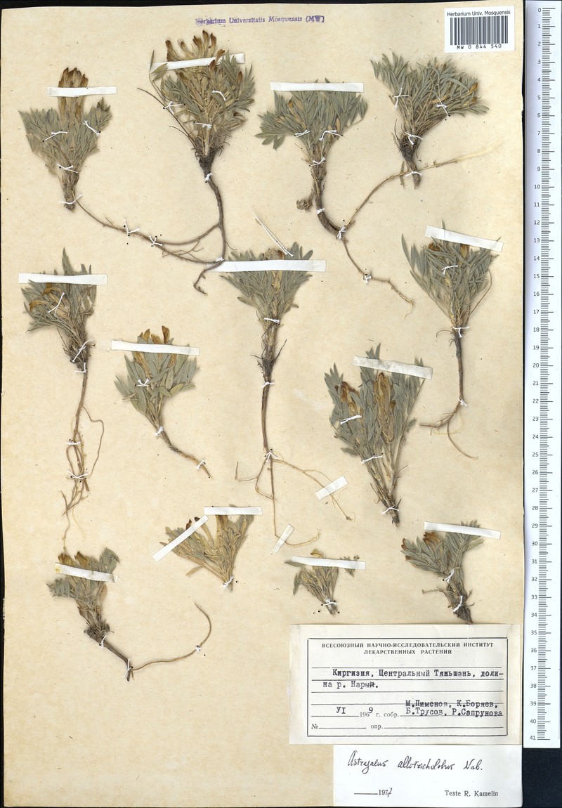 Astragalus allotricholobus