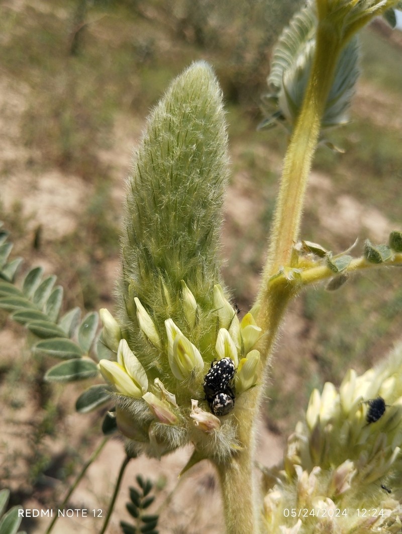 Astragalus alopecias photo 3